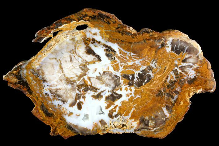 Petrified Wood (Sycamore) Section - Parker, Colorado #141429